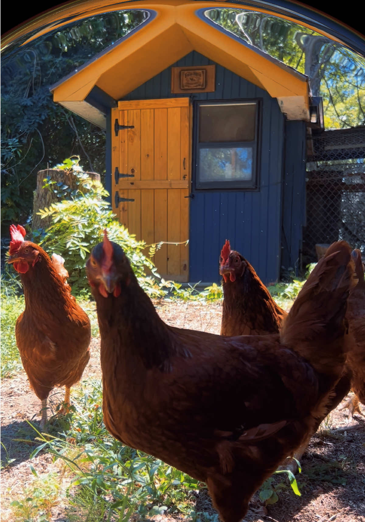#Chickens #Homestead #ChickenCoop #Dogs #xolo