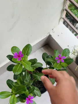 #fyppppppppppppppppppppppp #trending #tiktok #everyone  #unfrezzmyaccount 