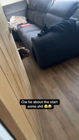 We all know that face! He’s up to something 👀#gary #garythebulldog #garythebulldog2 #bulldog #britishbulldog #dog #englishbulldog #naughtydog #sideeye #trouble 