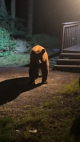 Cinnamon bear doing cinnamon bear things. #bear #cinnamonbear 