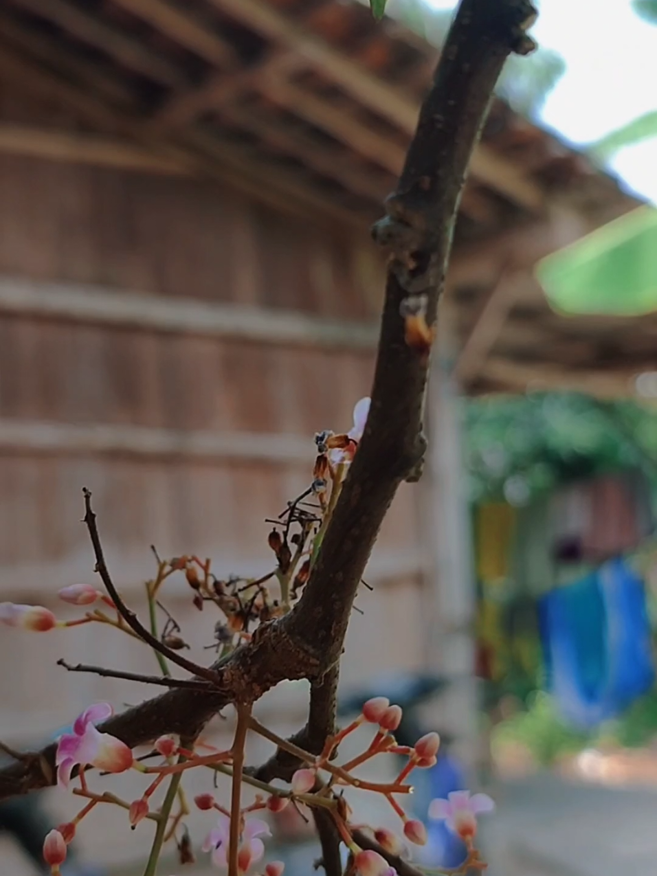 #CapCut 6 klip saja #teamtacapcut #fyp #redminote10pro 