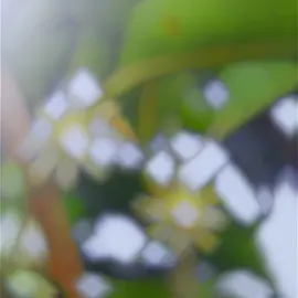 ခရေပန်းလေးကိုရော ကြိုက်တဲ့သူမရှိကြဘူးလား 🤭🥰🌷 #fyp #foryoupage #thinkb4youdo #viewတေရှယ်ကျ #fypပေါ်ရောက်ချင်တယ် 