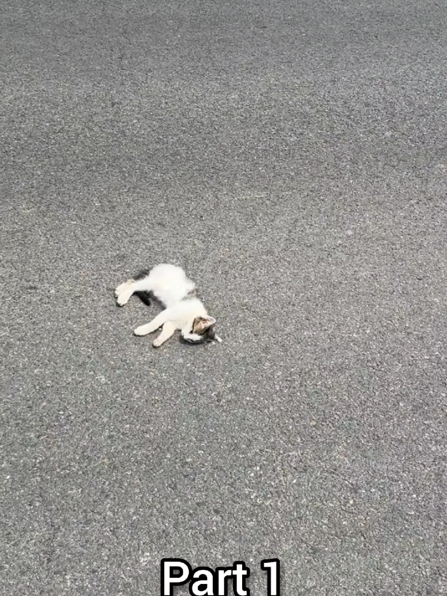 This cat is still alive.#kittens #catoftiktok #catlovers #kittenrescue #animalrescue 