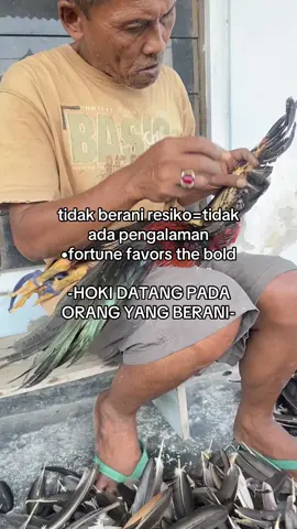 KELABANG persiapan buat minggu depan😘 #ayambangkoksuper #ayambangkokimport #ayampakhoy #fypage #blitar 