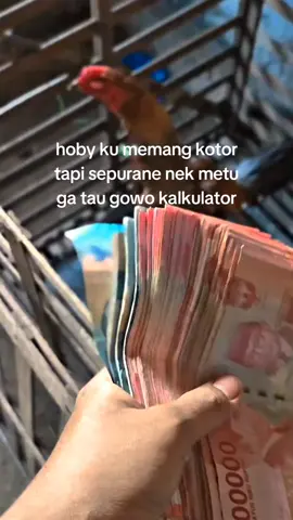 ngapuntenn🙏😁 #salamsatuhoby🐓🐓🐓🙏 #pakhoyfullbrakot #ayambangkoksuper #fyp #foryou 