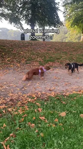 cancel her x #cavalier #kingcharlescavalier #rubycavalier #zoomies 