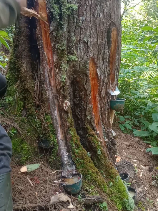 inget kana stungke denger lagu ini😁#creatorsearchinsights #mangsadap #rphsendang_bkphtulungagung_kphkediri 