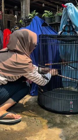 #fyp #fyppppppppppppppppppppppp #fypシ゚viral🖤tiktok #muraibatuindonesia #muraibatu 