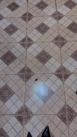 Ele fingiu que estava morta e acabou morto… Fingió que estaba muerto y terminó muerto... He pretended she was dead and ended up dead...