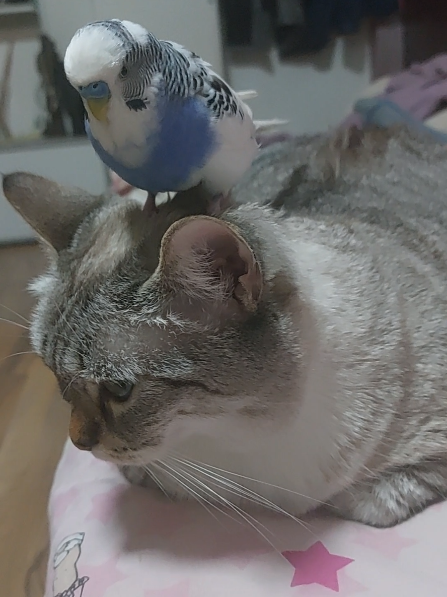 Cat spa turned into a budgie club 🪺🎉 🎁 Your gift keeps Paco talking & Tessa chilling! 😹 #catandbird #animalsoftiktok #videoviral #talkingbird #fy 