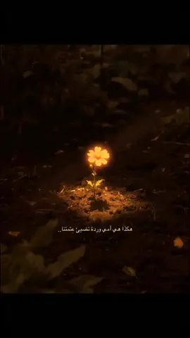 هاكذا هي امي وردتآ تضيى عتماتنا