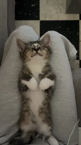 #kitten #fyp 