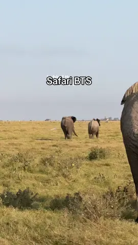 baby elephants coming soon 👀🐘 . . . #travel #traveltiktok #elephants #mating #safari #kenya #kenyatravel #amboselinationalpark 