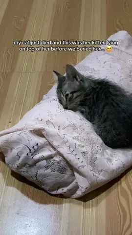 🥺🥺🥺 #catsoftiktok 