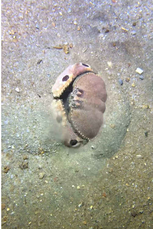 Watch how crabs hide themselves!#fishing #seafood #fyp #gotosea #crab 