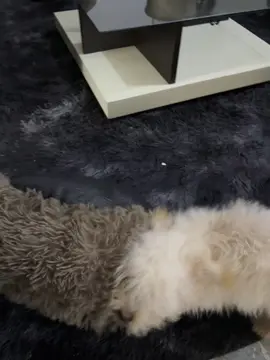 tiernito 😋 #CapCut #pet #mascotas #creatorsearchinsights #cody @爱 