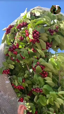 bibit buah cerry super🤩 #bibit #bibitcery #bibitceryjepang #bibitceryvietnam #Bibit 