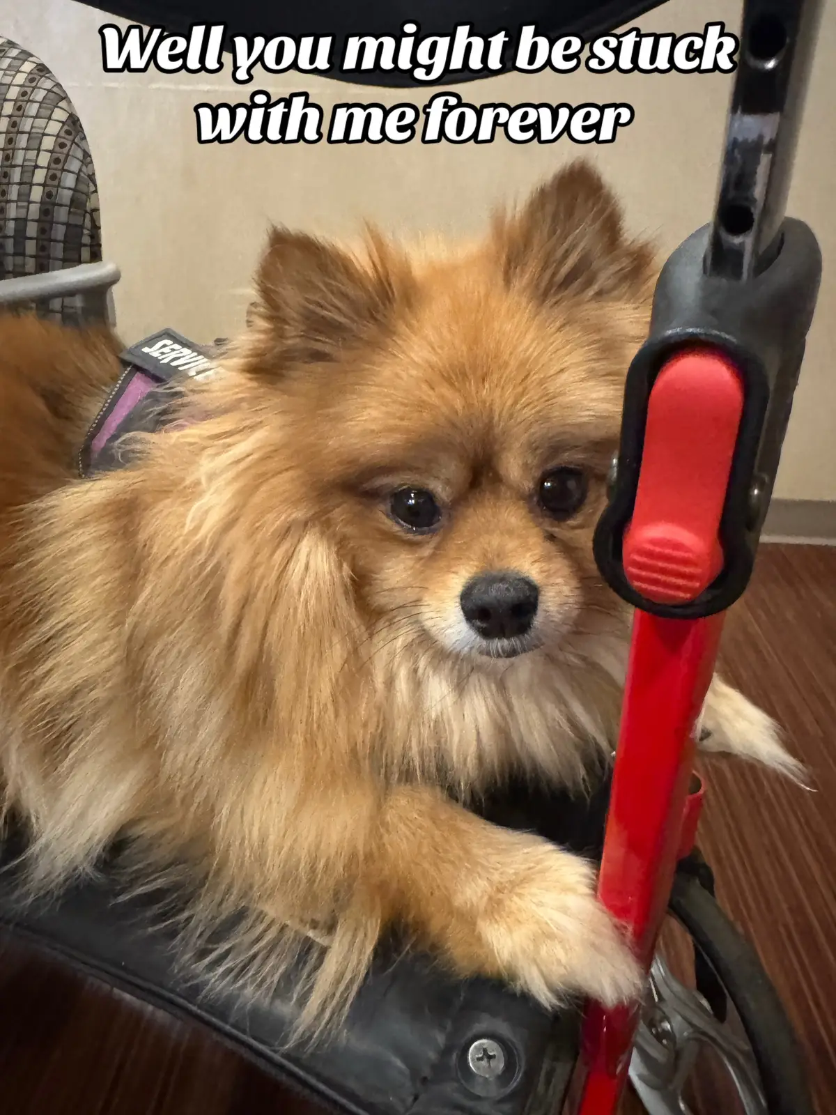 We went to get a dog for my husband on March 6th 2020. This guy wasn’t part of the plan but I can’t imagine my life without him.