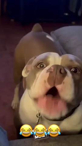 The end 🤣🤣  #funny #animals #talking #PetsOfTikTok #dogsoftiktok 