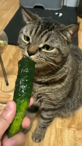 Cat vs food #funnycat #funny #cat #reels #cats 