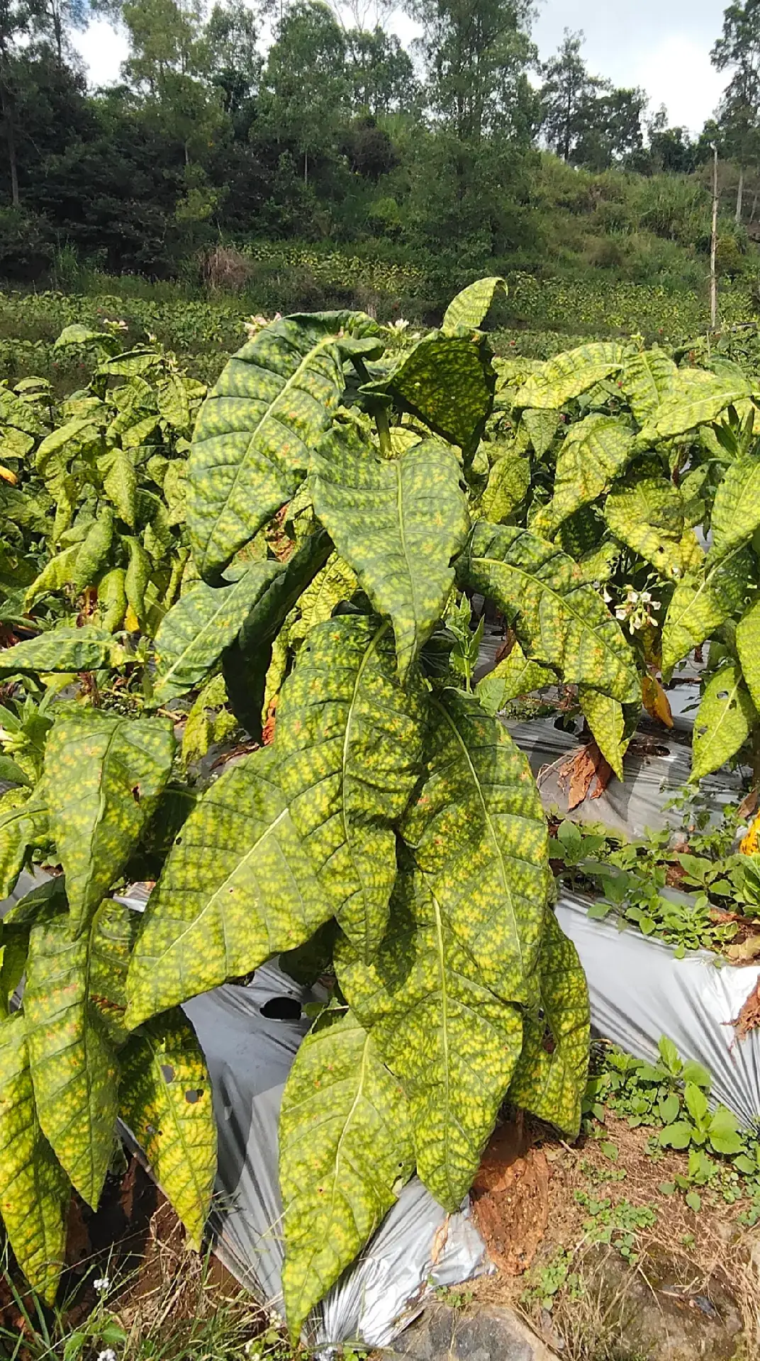 Pembenihan Tembakau Varietas Kemloko