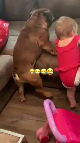 #talking #voiceover #funnyvideos #dogsoftiktok #animals 