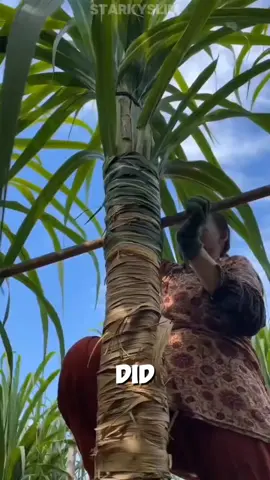 “Chinese Farmers’ Unique Way of Protecting Sugarcane” #viralvideo #farming #shortvideo #fyp 