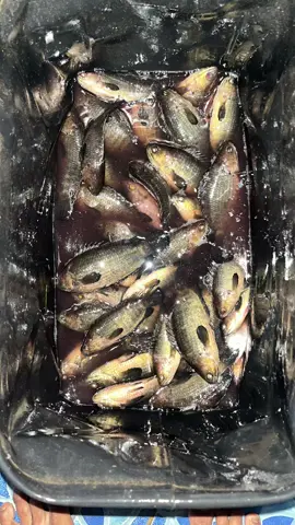 Cuaca hujan tambah gacorr🎣#mancing #liaran #boncos_mania #pemancing #anglerindonesia 