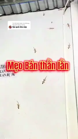Trả lời @Nhung Nguyễn Năng Lượng có ai áp dụng mẹo bán thằn lằn mà thành công chưa? @EmNhiLongAn  @EmNhiLongAn  @EmNhiLongAn #emnhilongan #meoduoithanlan #xuaduoithanlan #thanlan #tinhdauxuaduoithanlan 