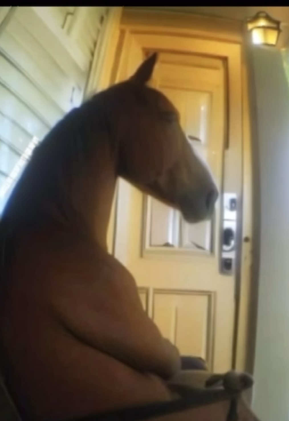 Horse meme you see before you travel in car a lot #meme #horse #horsememe #tiktokmeme #funnytiktok 