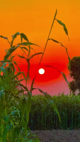 #میرا_سہنا_پنڈ_ساندہ_چستانہ_ظلع_قصور😇🌺🌴🌱🌾🎋 #fypシ゚viral #shahzaibvlog #dontunderreviewmyvideo #unfreezemyacount 