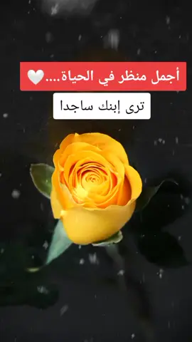 اجمل منظر في الحياة أن ترى ابنك ساجدا... #مقاطع_دينية #خواطر #كلام_من_ذهب #سعد_العتيق #fyp 