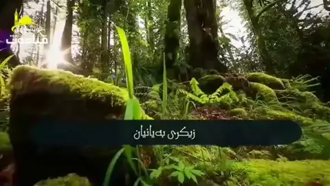 زیکری بەیانیان🤲❤📿#saidsadq,#sulemane ,#hawler ,#kalar ,#penjuen ,#halanja ,#kurdistan ,#iraq ,#foryou ....