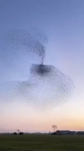 #murmuration #beautiful #nature #danceofbirds 