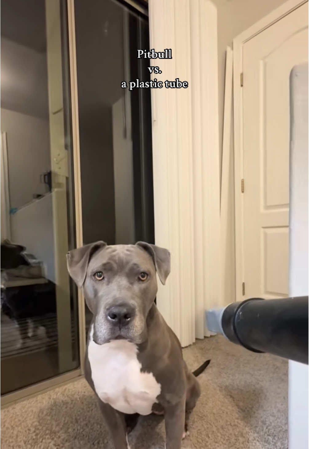 Leia: 0 Plastic tube: 1  #pitbull #funnydogs #funnydog #scareddog #pitbullsoftiktok 