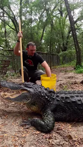 Feeding and training with our biggest gator dino!!  When we first caught Dino he had a horribly infected leg & was largely unresponsive, which after multiple vet visits we learned he was also suffering from lead toxicity due to a lead fishing weight being stuck in his GI tract with a hook. After a lot of care, and a lot of moments thinking he wasn’t going to make it, and a lot of moments of him trying to kill me as we pulled him out for treatment, he’s doing much better! We still need to do chelation therapy to remove the lead trapped in his tissues, and surgery to remove the lead weight, but for now we’re just trying to get more weight on him to be able to survive the treatments. We’re giving him thiamine in his food to prevent the uptake of the lead currently in his system. If you’d like to learn more about the treatment plan and all the details, check it out on my GatorChris channel on the “main video app” I can’t name because of the algorithm. ~~~Our rescue gators are wild caught nuisance gators that would’ve otherwise been destroyed. The state of Florida destroys 8,000 “nuisance” gators annually, but we don’t have a nuisance gators problem but rather a nuisance HUMAN problem. 1k people a day move to FL, unsustainably developing the land, and a lot of ignorant people making a nuisance out of themselves. NEVER feed a wild gator, never have kids or pets near the water, and never swim in gator habitat! And of course, never attempt anything you see in my videos!If you would like to donate to the care of the sanctuary animals, we greatly appreciate any support!! You can make a tax deductible donations directly through our website bellowingacres.org  #Animals  #educational  #Gator #Alligator #reptile       