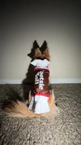 Dog does the shadow dance! #dog #dogsoftiktok #dogvideos #dogtrend #funnydogvideos 