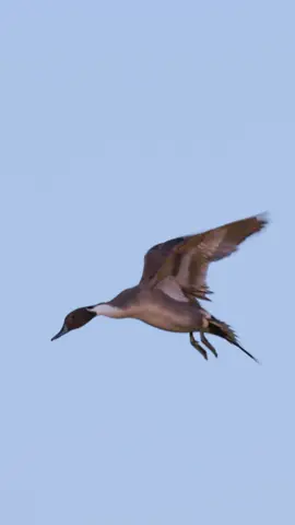 I feel like this is most people’s bucket list duck. #fypシ #fyp #ducks #pintail #oklahoma 