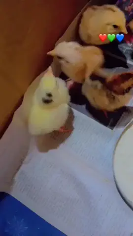 Mid kamid ah dadka aan mashiinka ka gadney OO nala Soo wadagey Natiijada . #viralvideos #Sahan poultry farm #somalilandtiktok💚🤍❤ #foryoupage❤️❤️ #milionviews 