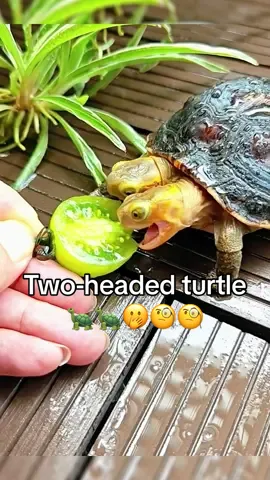 Two-headed turtle🐢🐢🫢🧐🧐#turtle #🐢 #turtles #pet #cute #turtletok #reptile 