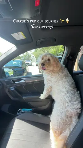 She’s actually so stubborn and she didn’t eat any of it #pupcup 