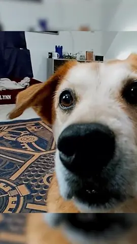 Flynn is the best Executive Pawducer I could have ever asked for, so he gets a treat every time I go live #dog #cute #streamclip #endeavorance