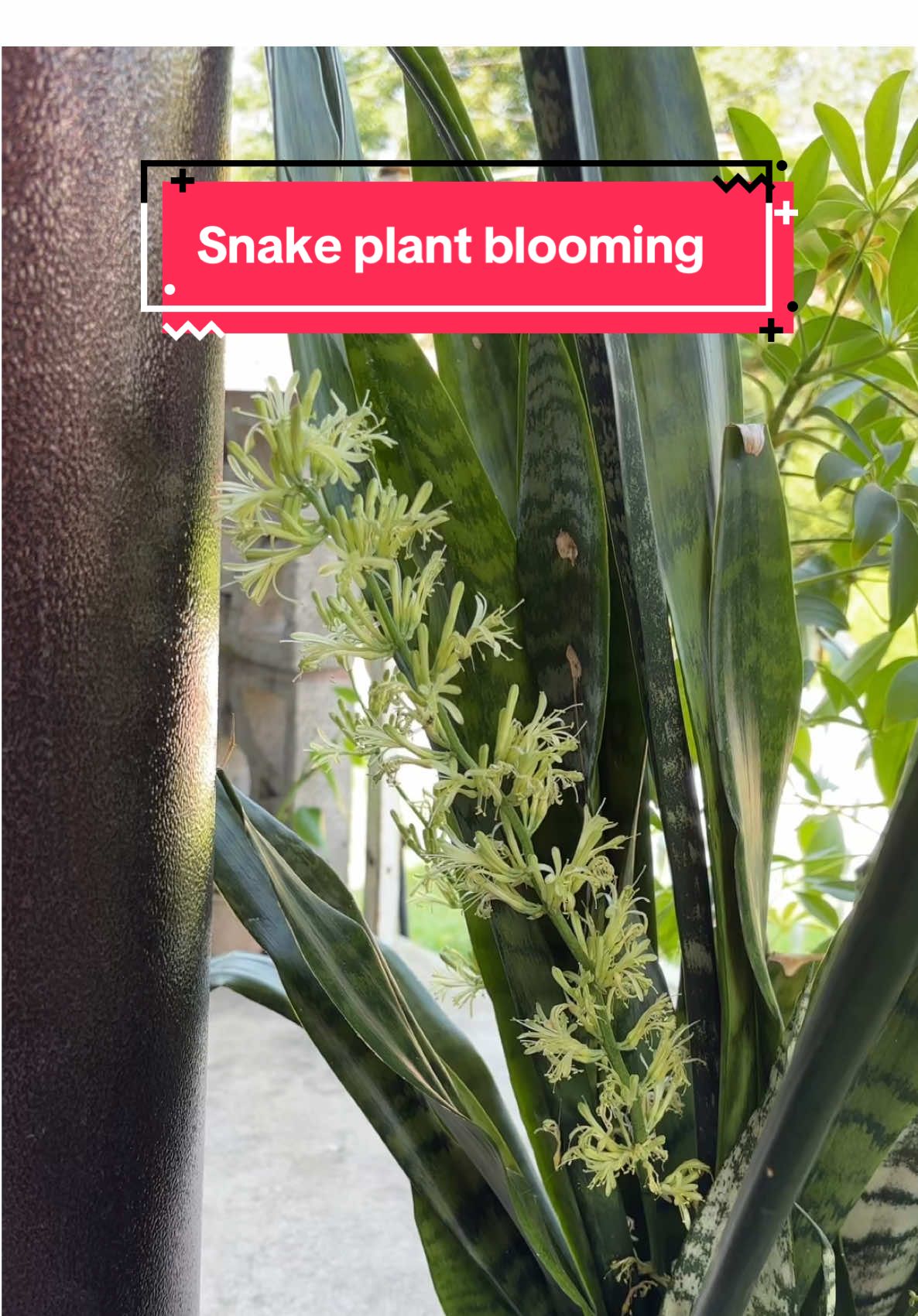 32 days of my snake plant blooming. This really was a lot of fun to watch #fyp #stressed #snakeplant #rare #bloom #houseplant #plants #pottedplants #plantsoftiktok #PlantTok #snake #plant #flowers 