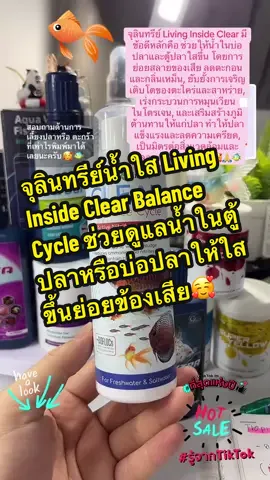 จุลินทรีย์น้ำใส (เช่น ยี่ห้อ Living Inside) ช่วยย่อยสลายของเสีย ตะกอน และตะไคร่ในตู้ปลาหรือบ่อปลา ทำให้น้ำใส ลดกลิ่นเหม็น และช่วยให้ระบบบ่อกรองทำงานได้ดีขึ้น ปลาจึงมีสุขภาพดีและร่าเริงขึ้น แข็งแรงและต่อต้านกับโรคต่างๆได้ดี🥰🙏🐠 #tiktoklive #livehighlights #รู้จากTikTok #จุลินทรีย์น้ำใส #จุลินทรีย์ปรับสภาพน้ํา #จุลินทรีย์ดี #จุลินทรีย์เลี้ยงปลาสวยงาม #livinginside #เลี้ยงปลาสวยงาม #เลี้ยงปลาทอง #ปลาทอง #ปลาบอลลูน #ปลาหางนกยูง #ปลากัด #สวนสัตว์tiktok 