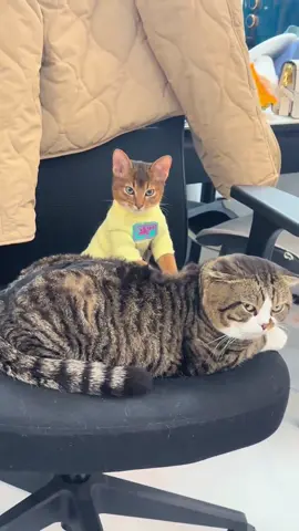 Kitty massage (song: ilyTOMMY - fine shyt) #ilytommy #catsoftiktok #hoodtrap #memecut #tiktok 
