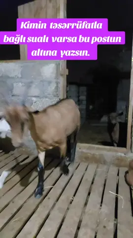 Kimin sualı varsa buyursun. #alpinegoat #alpinkeçisi #keçisüdü #kecisudu #elastratör 