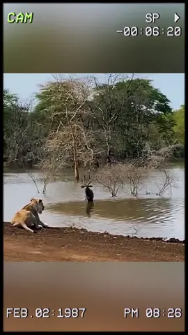 When the antelope fought back, the lioness was left crippled. #wildanimals #animals #foryou 