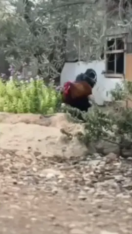 باترج