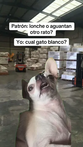 Cual gato blanco #Meme #MemeCut #memes #humor #humortiktok 