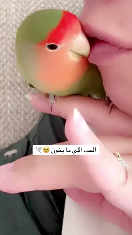 #lovebird #pets #fyp 